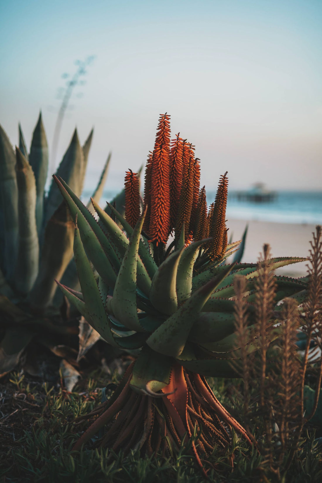 Improving You Sex Life With Aloe Vera